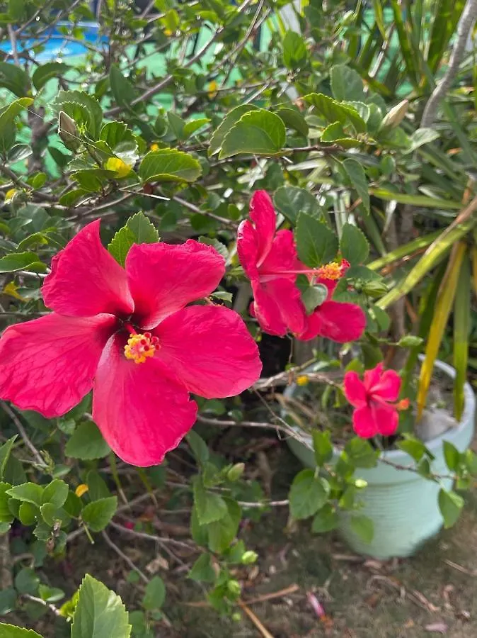 Esperanza Inn Guesthouse (Adults Only) Vieques